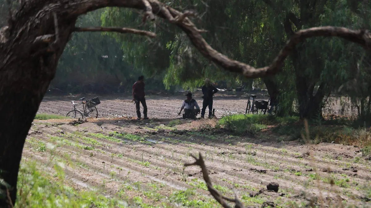 campo campesinos  (2)